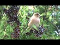 Finches and sparrows in the thuja tree