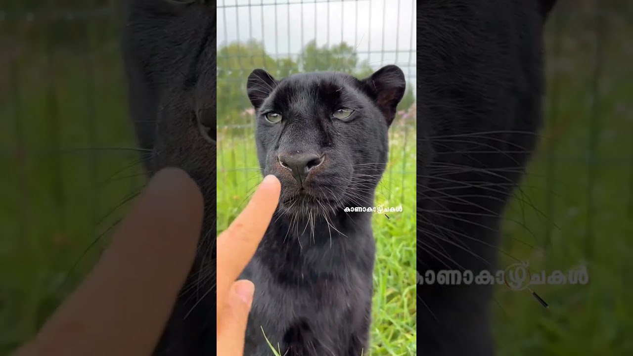 പൂച്ചയെന്ന് കരുതി വളർത്തിയത് കരിമ്പുലിയെ, യുവതിക്ക് സംഭവിച്ചത്. #catlover #cutevideo #pets #luna