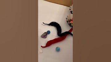 Worm on a string #worms #wormonastring