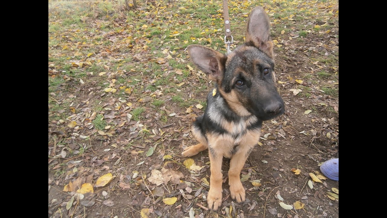 Простой способ  обучить сторожевого пса часть 1 из 3