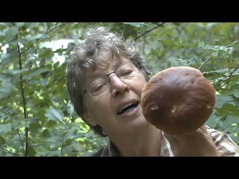 Video: Valse Boletus: Hun Verschil Met Een Eetbare Paddenstoel