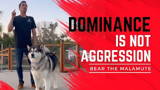 Dominant Malamute has been growling at me, here's how I respond.