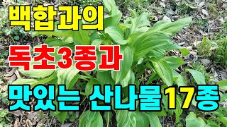 백합과의 맛있는 나물들17종과 독초3종