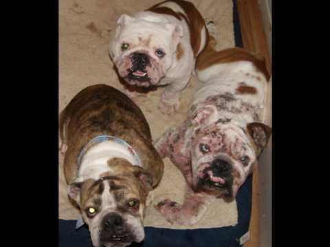 English Bulldog Rescue Stories Then And Now You English Bulldog Rescue Stories Then