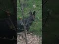Trimming Young Fruit Tree's For Beginners