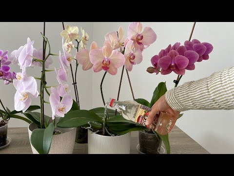 Video: Cymbidium Orchid nədir: Cymbidium Orchid Qulluğu Haqqında Məlumat