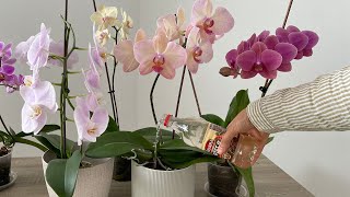 Buna Dikkat Edin!! Ve Orkidelere Bu Yöntemle Sirke Verin Durmadan Çiçek Açsın