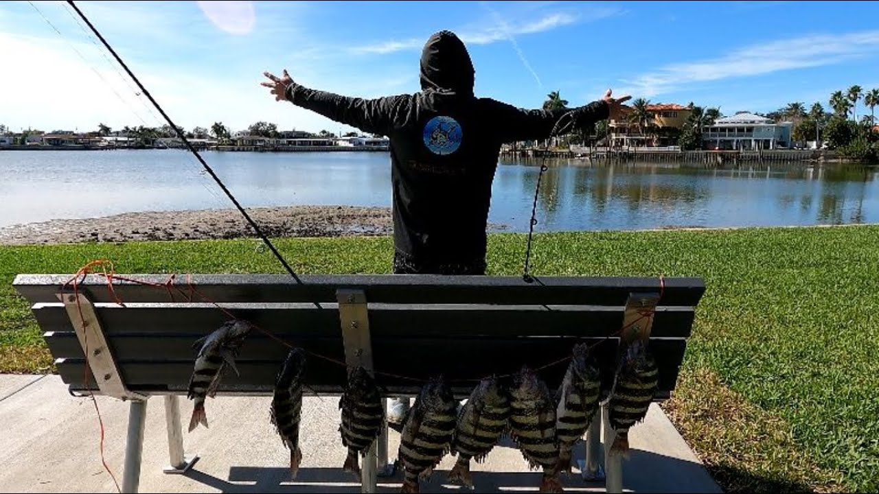 SHEEPSHEAD Fishing | Catching Limit | TINY Bridge LOADED EP.101