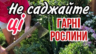 Не САДЖАЙТЕ ці ГАРНІ РОСЛИНИ. Їх неможливо навіть СОКИРОЮ вирубати! Обережно ! 10 разів ПОДУМАЙТЕ!