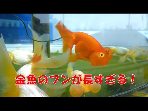 金魚のフンが超長い いや長すぎる ピロピロが面白すぎるだろ Youtube