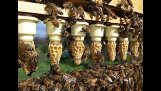 How to Expand Apiaries Quickly - USSR 1982