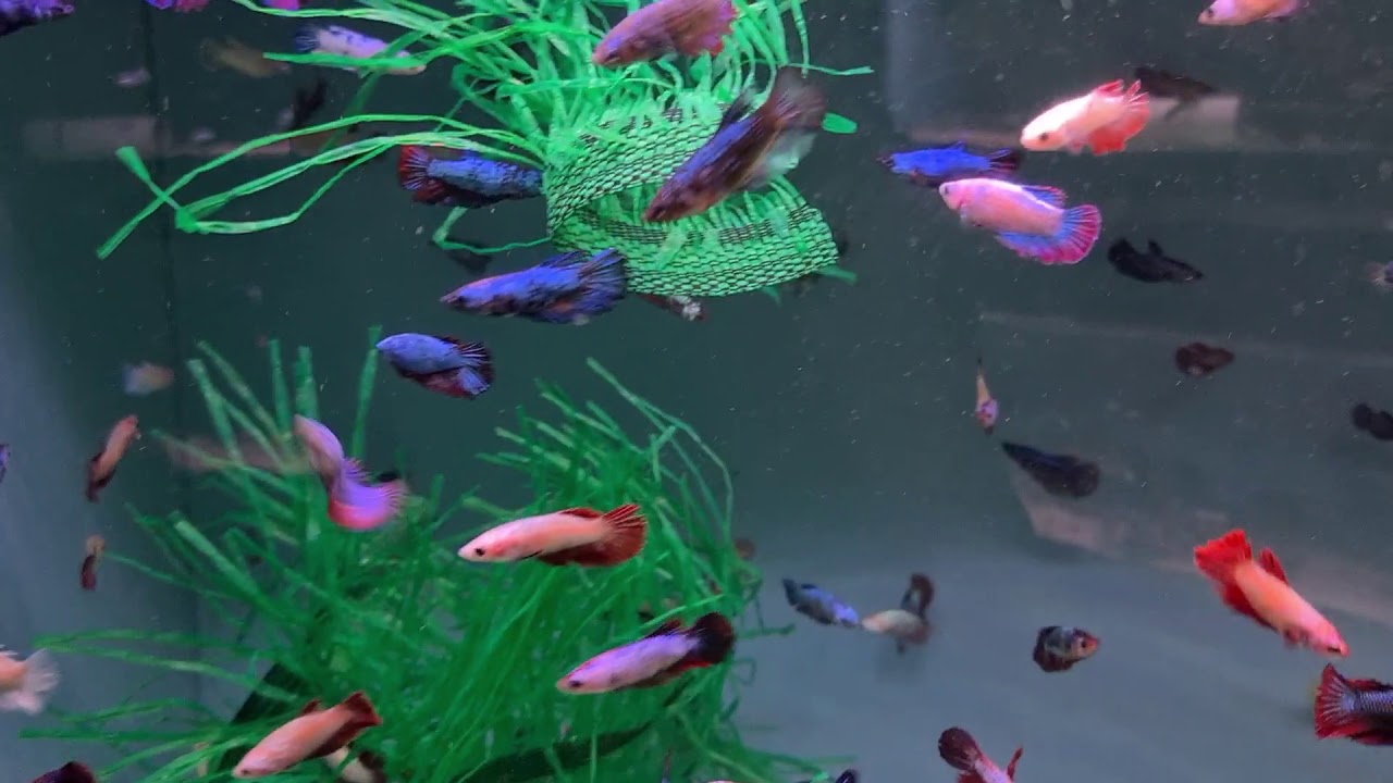 Pier Aquatics January 2021