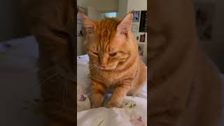 00403 he’s making biscuits as fast as he can!! #cat #catsofinstagram #instacat
