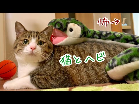 ヘビと猫 hqdefault.jpg
