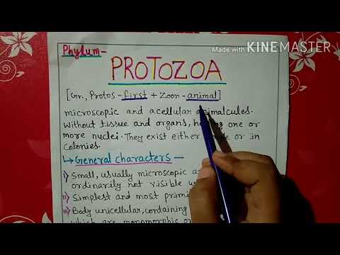 Phylum protozoa characters and classification explained in Hindi