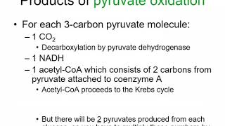 BIOL 1406 Pyruvate Oxidation and Krebs Cycle