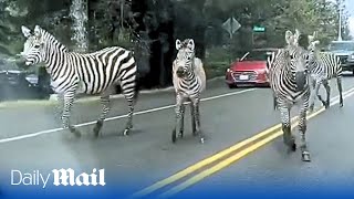 Moment four runaway zebras cause mayhem along US highway