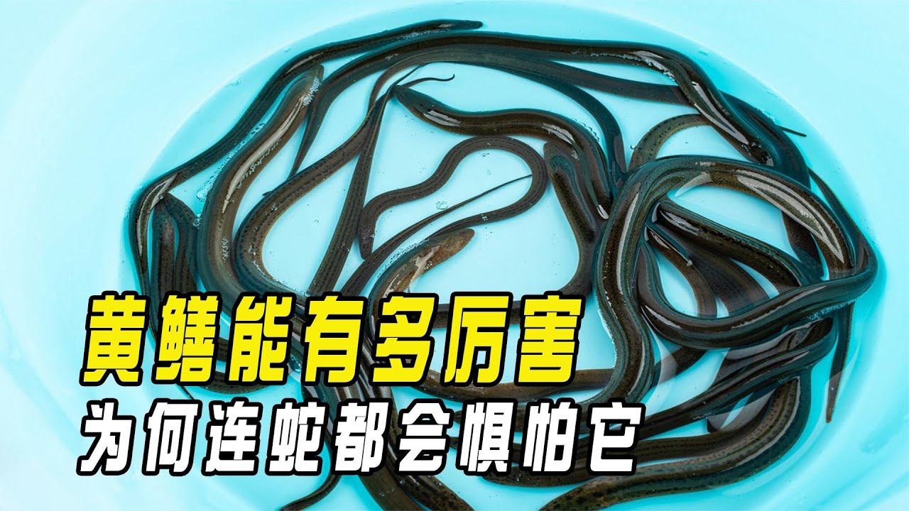 黃鱔能有多厲害,為何連蛇都會懼怕它?蛇吃黃鱔真會同歸於盡嗎? 【趣普聞新】 - YouTube