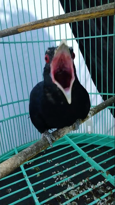 tuwu lokal enak buat pancingan burung macet %ampuh