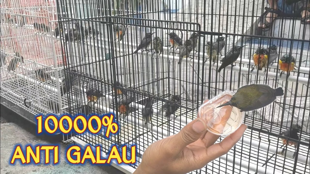 PERAWATAN PERTAMA KONIN MATARI BAHAN HUTAN || Cara Menangani Ombyokan Kolibri Matahari Biar Sehat