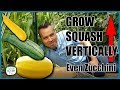 Grow Squash Vertically - Even Zucchini // Complete Guide