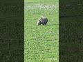 One Horn Rhino । एक सींग वाला गैंडा । Kaziranga National Park Assam
