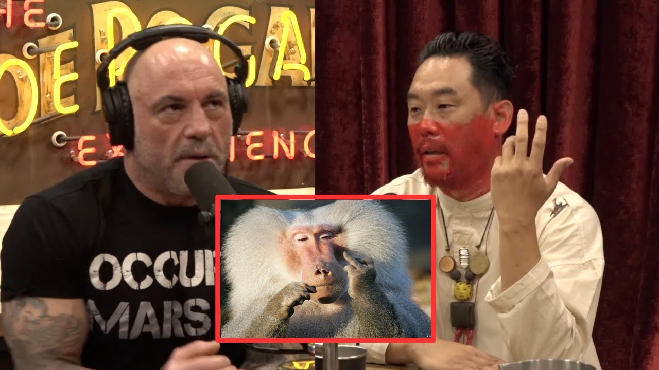 Joe Rogan Evolution Primate Joe Rogan: The Controversial Reality of Eating Primates - YouTube