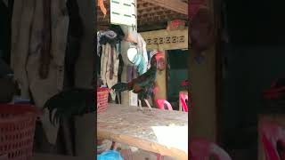 Lovely Baby Chicken With Mum