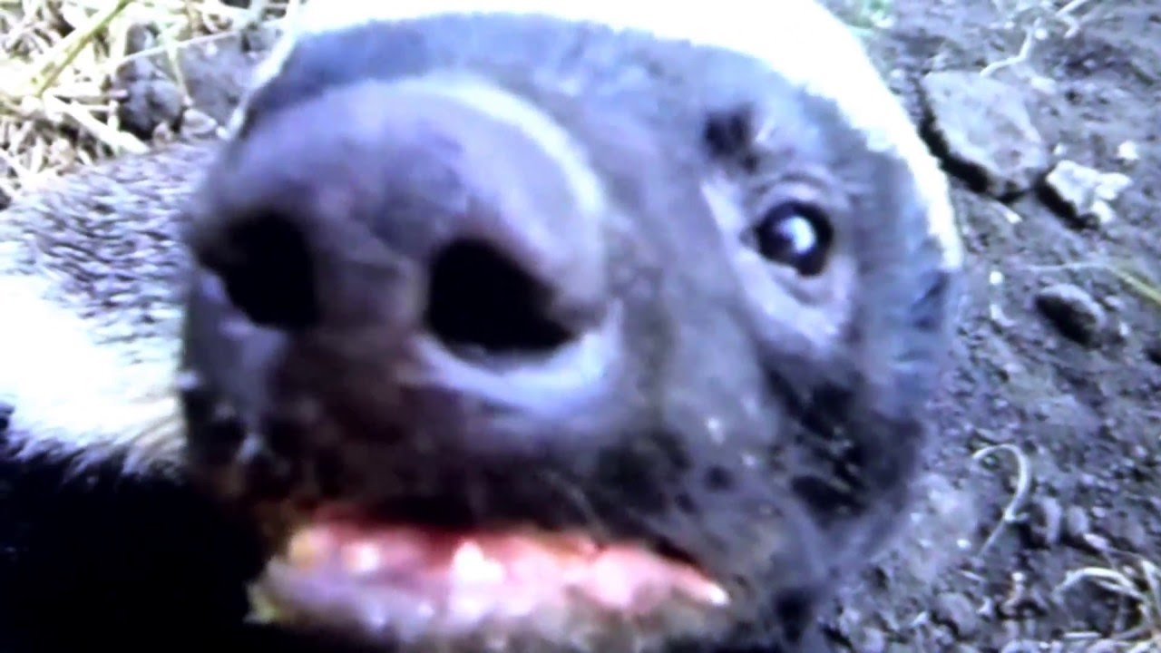 camera iphone 8 plus apk Honey Badger: Pet from Hell