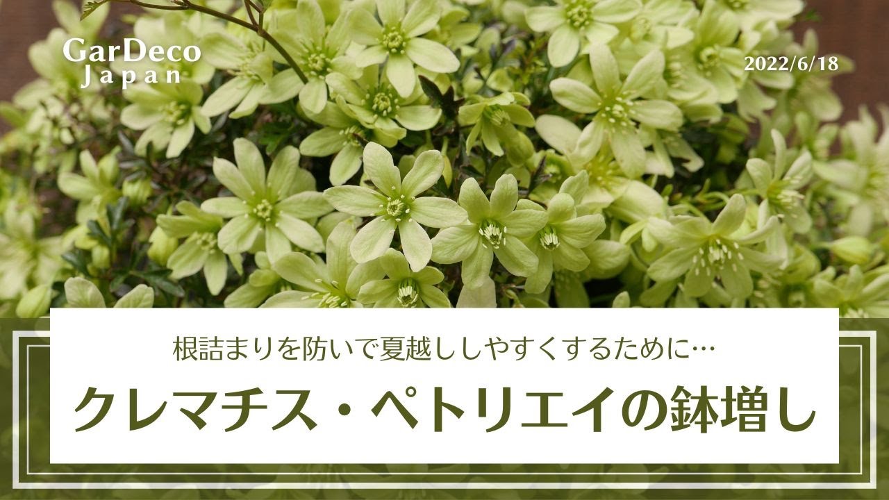 クレマチス・ペトリエイ（ぺトレイ）の鉢増し