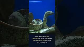 "Freshwater Moray Eels - Are They a Scam? 🤔💧🐟"