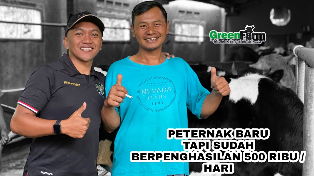 USAHA SAPI PERAH BER PENGHASILAN 500 RIBU ( PETERNAK BINAAN PT GREENFIELDS INDONESIA )