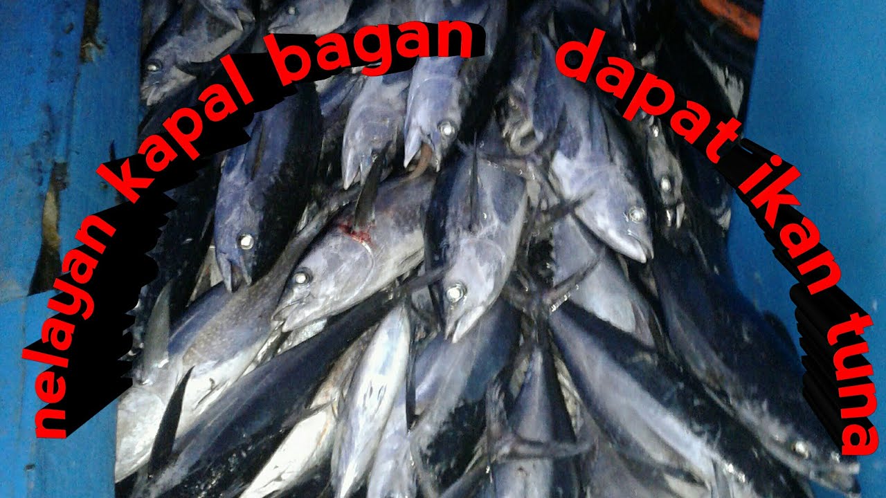 Hasil melaut dapat IKAN TUNA,NELAYAN KAPAL BAGAN PESSEL