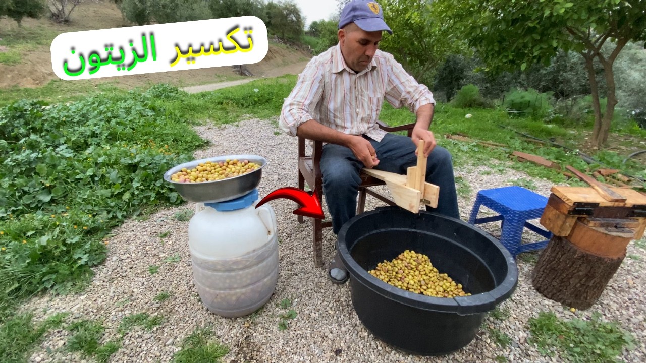 تكسير الزيتون وغرس الأشجار في أحضان بني زروال الخلابة