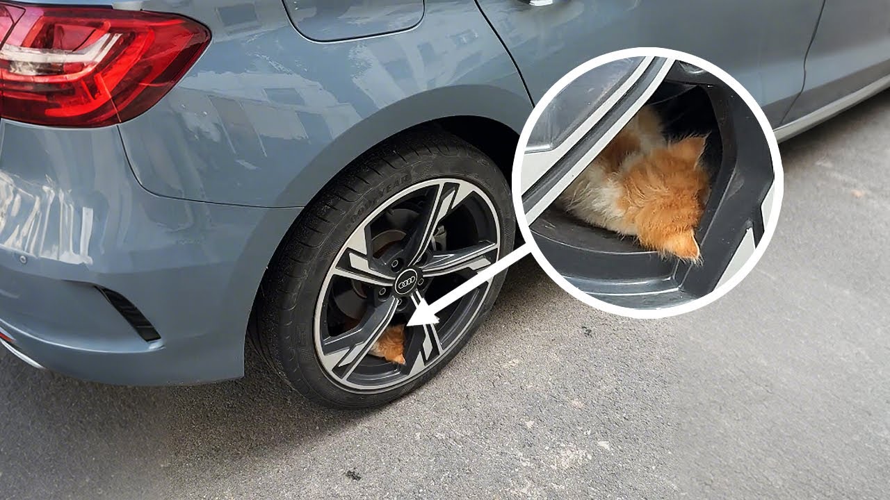 Я думала, в колесе застрял лист... Как хорошо, что я присмотрелась!