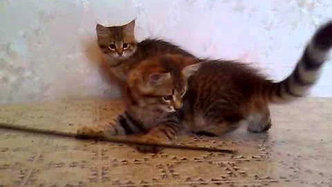 Watch the video about Camilla and Calvados Slavicat - sister and brother from Slavicat Cattery.