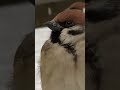 生まれて初めての雪を見て、あたふたするスズメ #sparrowlife