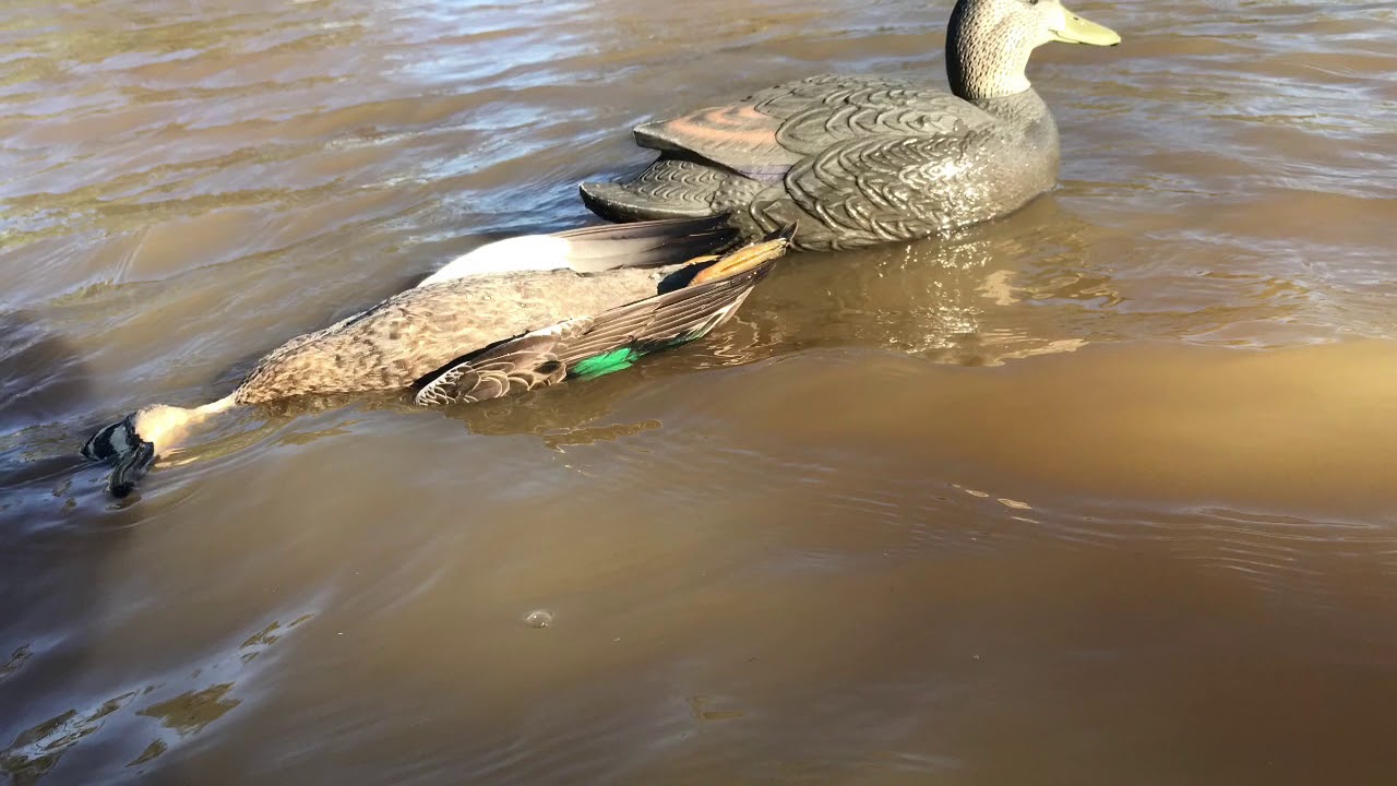 Duck hunting Victoria hrvatski Lovci Australia 🇦🇺 🇭🇷 YouTube