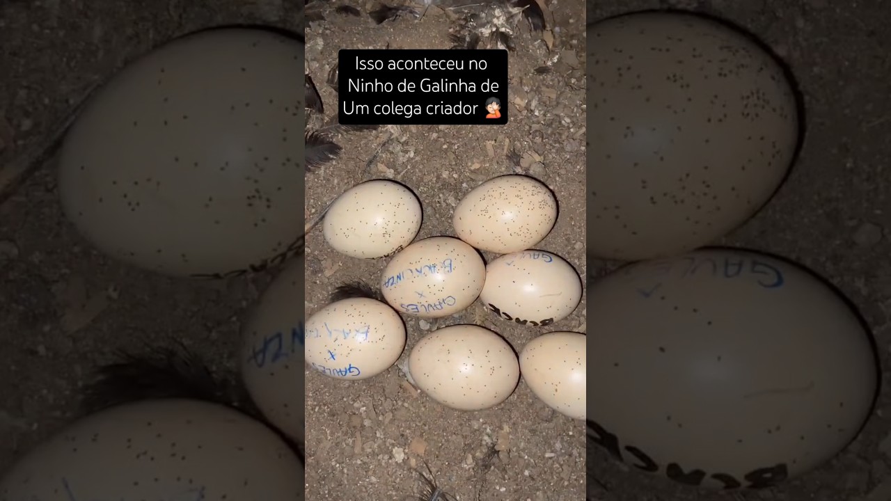 Isso é terrível quando acontece no Ninho das GALINHAS! Veja que inusitado