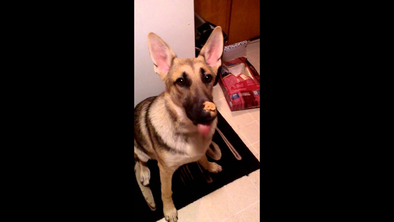 Dog Peanut butter fail