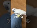 うちのオウムが足リフトを求める理由、ついに判明#shorts