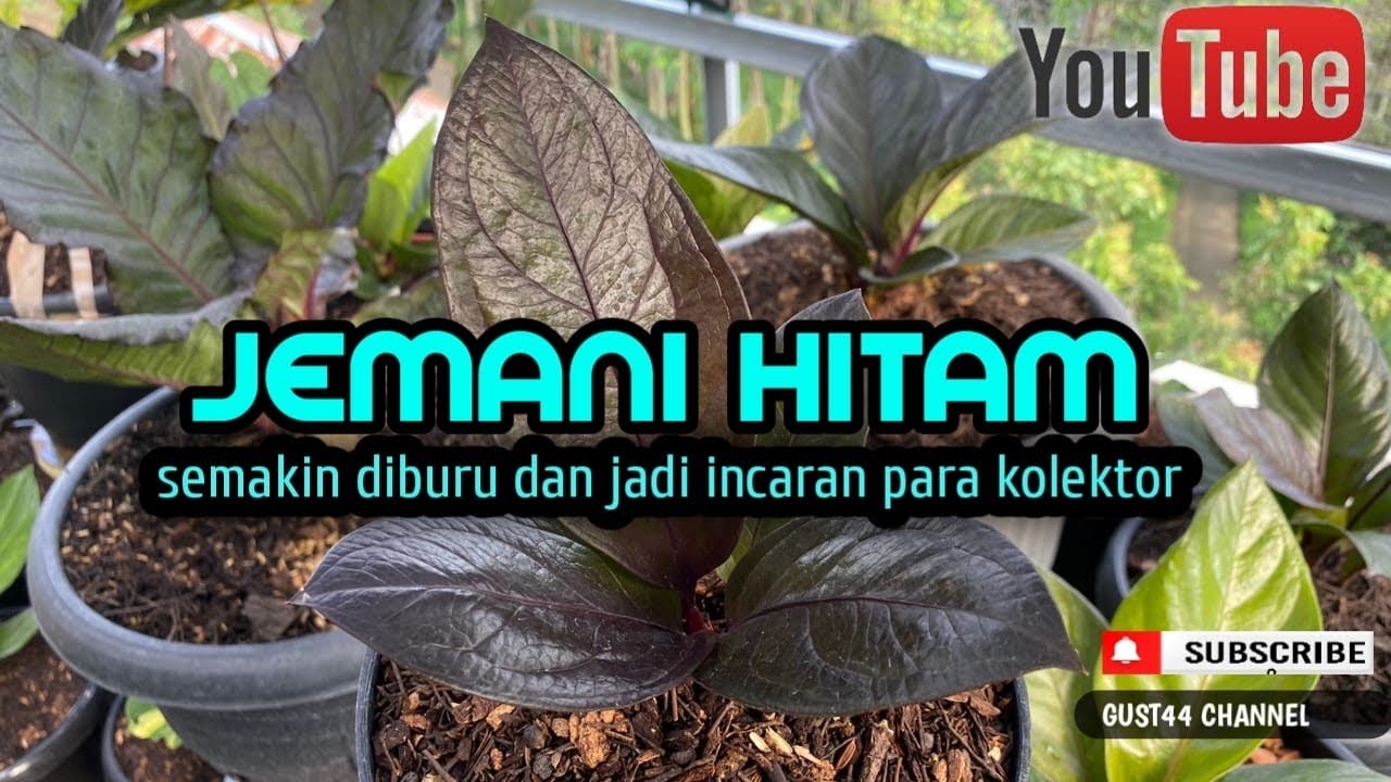 jemani hitam