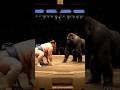 Sumo vs Gorilla💪💪 #shorts #sumo #viral #trending #explore #fyp #animals  #reels #global #worldwide