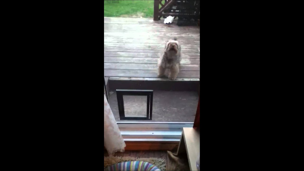 Jobi barking at dog door