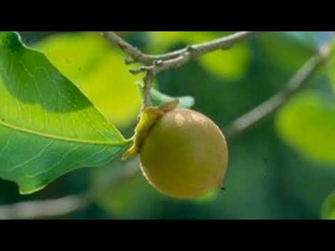 Video: Dab tsi ua rau Apricot Phytophthora Rot - Kho Phytophthora cag Rot Ntawm Apricots