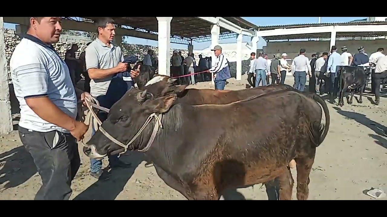 Jizzax viloyati Baxmal tumani Usmat mol qoʻy bozori - YouTube