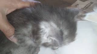 Kitten learn to drink milk 🍼 #cat #video by PETSLIFE CHANNEL 65 views 3 weeks ago 2 minutes, 5 seconds