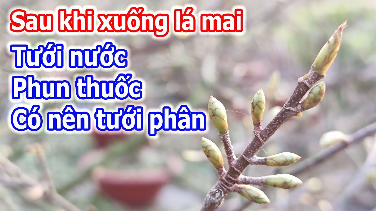 Việc cần làm sau khi xuống lá mai vàng chơi tết