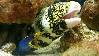 Snowflake Moray Eels Fighting, Scuba Diving Racha Yai Island, Thailand