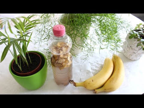 Video: 6 Regeln Für Die Herstellung Von Hausmitteln Aus Pflanzen